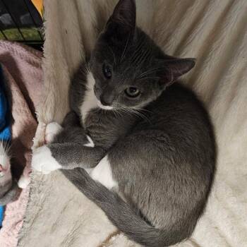 Newton -  Domestic Short Hair Cat for Adoption in Walden, New York - Newton | PetCurious