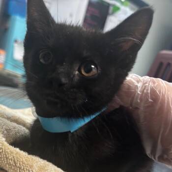Tinker the Winker -  Domestic Short Hair Cat for Adoption in Newark, New Jersey - Tinker The Winker | PetCurious