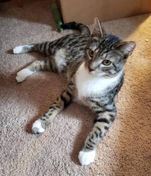 Domestic Short Hair Cats Available for Adoption - SquishMallow | PetCurious