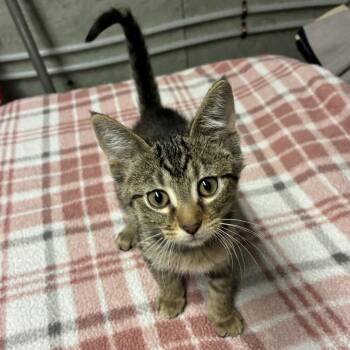 Bonanno -  Domestic Short Hair Cat for Adoption in Bloomington, Illinois - Bonanno | PetCurious