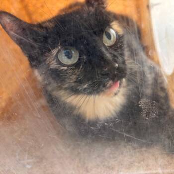 Frozen Lemonade -  Domestic Short Hair Cat for Adoption in Philadelphia, Pennsylvania - Frozen Lemonade | PetCurious