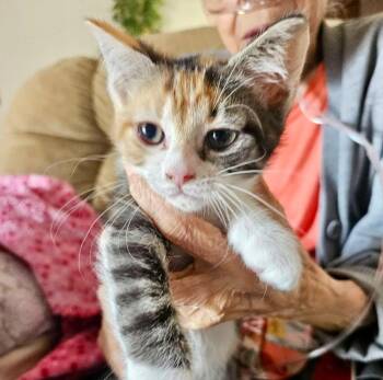 Domestic Short Hair Cats Available for Adoption in Columbia, Illinois - Pippa | PetCurious