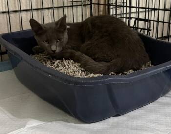 Liam -  Domestic Short Hair Cat for Adoption in Alafaya, Florida - Liam | PetCurious