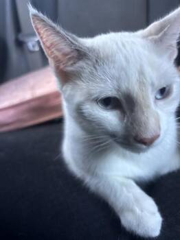 A432597 -  Domestic Short Hair Cat for Adoption in Conroe, Texas - A432597 | PetCurious