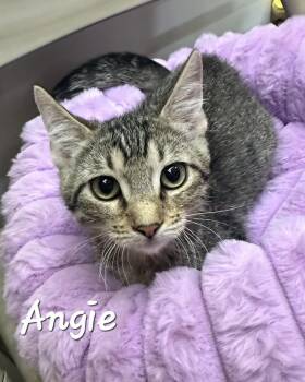 Tabby and Domestic Short Hair Cats Available for Adoption in Gilbert, Arizona - Angie | PetCurious