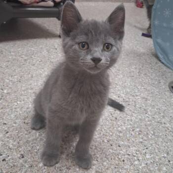 Dock -  Domestic Short Hair Cat for Adoption in Detroit Lakes, Minnesota - Dock | PetCurious