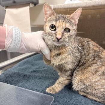 Flutter -  Domestic Short Hair Cat for Adoption in Reno, Nevada - Flutter | PetCurious