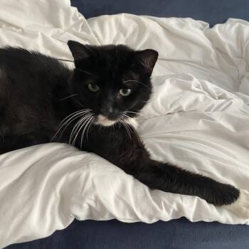 Bilbo -  Domestic Short Hair Cat for Adoption in Chicago, Illinois - Bilbo | PetCurious