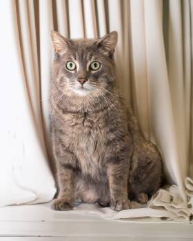 Rescue Domestic Short Hair Cats for Adoption in Boyne City, Michigan - Storm | PetCurious