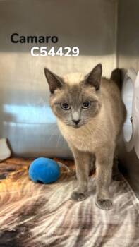Siamese Cats Available for Adoption in Clarksville, Tennessee - Camaro | PetCurious