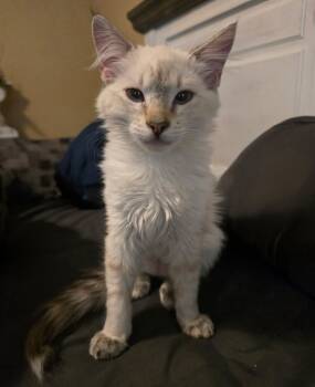 Rescue Domestic Medium Hair Cats for Adoption in Millcreek, Utah - Crystal | PetCurious