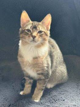 The Deputies in Anchorage -  Domestic Short Hair Cat for Adoption in Anchorage, Alaska - The Deputies In Anchorage | PetCurious