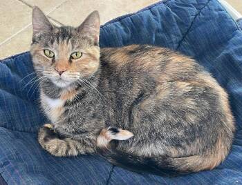 Rescue Tortoiseshell and Domestic Short Hair Cats for Adoption in Lacon, Illinois - Cleo | PetCurious