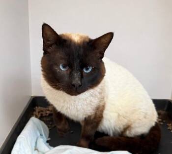 Domestic Short Hair Cats Available for Adoption in Fort Lupton, Colorado - Cocoanut | PetCurious