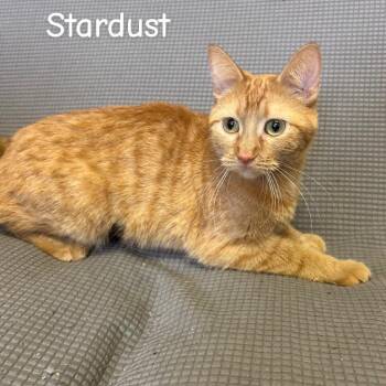 Domestic Short Hair Cats Available for Adoption in Buffalo, Minnesota - Stardust | PetCurious