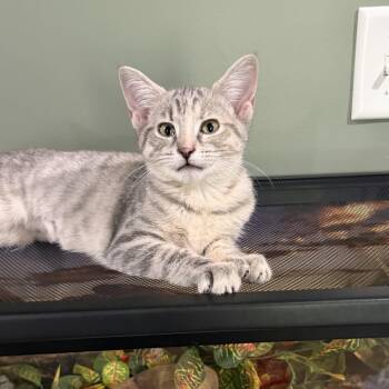 Dandelion -  Domestic Short Hair Cat for Adoption in Martinsville, Indiana - Dandelion | PetCurious
