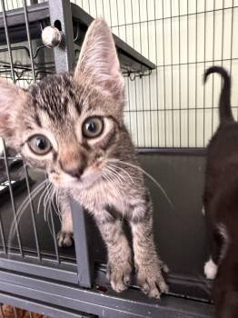 Cameron P. -  Domestic Short Hair Cat for Adoption in Trenton, New Jersey - Cameron P. | PetCurious
