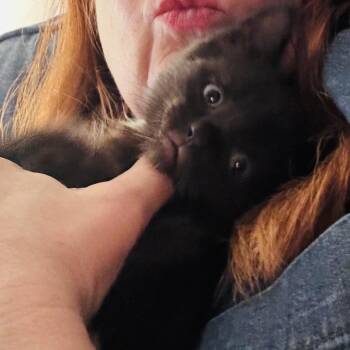 Adoption Pending! Savannah