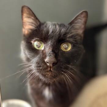 Cola -  Domestic Short Hair Cat for Adoption in Chicago, Illinois - Cola | PetCurious