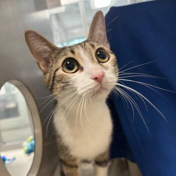 Little Fairy Princess -  Domestic Short Hair Cat for Adoption in Walker, Michigan - Little Fairy Princess | PetCurious