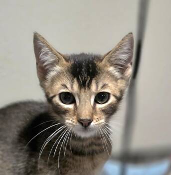 Tommy -  Domestic Short Hair Cat for Adoption in Rio Linda, California - Tommy | PetCurious
