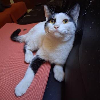 Chase -  Domestic Short Hair Cat for Adoption in New York, New York - Chase | PetCurious