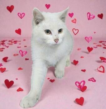 Domestic Short Hair Cats Available for Adoption - Aspen | PetCurious