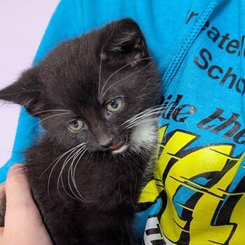 Domestic Long Hair Cats Available for Adoption in Johnstown, Pennsylvania - Bagel | PetCurious