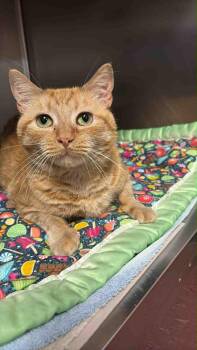 Rescue Domestic Short Hair Cats for Adoption in Bridgewater, New Jersey - Morris | PetCurious