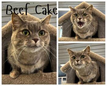 Beef Cake -  Domestic Short Hair Cat for Adoption in Pierceton, Indiana - Beef Cake | PetCurious