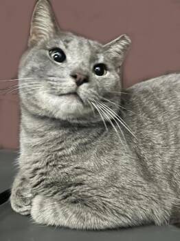 Domestic Short Hair and Tabby Cats Available for Adoption - Big Smooth | PetCurious