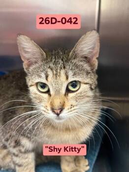 Lilyheart (Lily) -  Domestic Short Hair Cat for Adoption in Ontario, Oregon - Lilyheart (Lily) | PetCurious