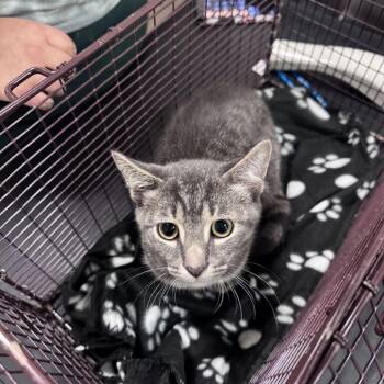 Meatball -  Domestic Short Hair Cat for Adoption in Chicago, Illinois - Meatball | PetCurious