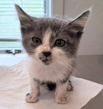 Tractor -  Domestic Medium Hair and Domestic Short Hair Cat for Adoption in Lafayette, Indiana - Tractor | PetCurious