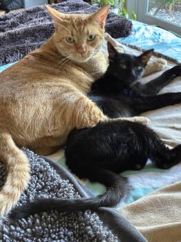 Pepper -  Domestic Short Hair Cat for Adoption in Walnut Creek, California - Pepper | PetCurious