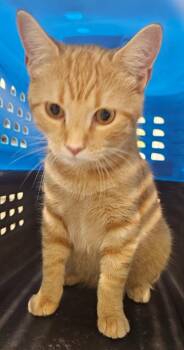 Lee Handerson -  Domestic Short Hair Cat for Adoption in Athens, Tennessee - Lee Handerson | PetCurious
