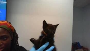 HUGO -  Domestic Short Hair Cat Available for Adoption in Charlotte, North Carolina - HUGO | PetCurious