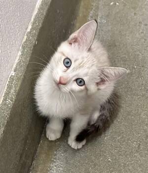 Bullwinkle-Preadopt -  Siamese Cat for Adoption in Palmetto, Florida - Bullwinkle-Preadopt | PetCurious