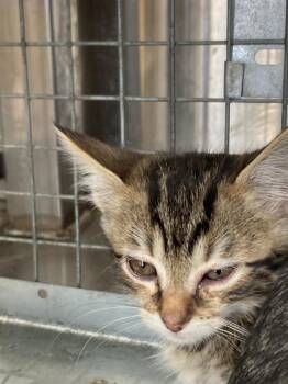 Domestic Short Hair Cats Available for Adoption in Dallas, Texas - KAT | PetCurious