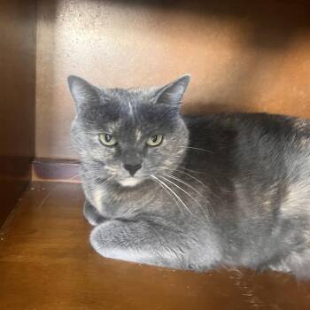 Maisie -  Domestic Short Hair Cat for Adoption in Las Vegas, Nevada - Maisie | PetCurious