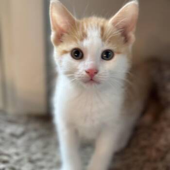 Domestic Short Hair Cats Available for Adoption in Eaton Rapids, Michigan - Subalicious 56018 | PetCurious