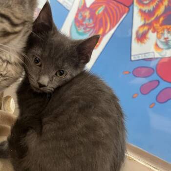 Domestic Short Hair Cats Available for Adoption in Cheyenne, Wyoming - Ben | PetCurious