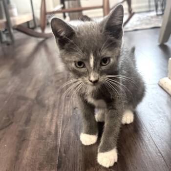 X Dragon Lord -  Domestic Medium Hair Cat for Adoption in Fredericksburg, Virginia - X Dragon Lord | PetCurious