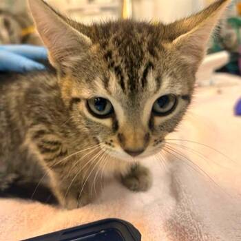 Aloe -  Domestic Short Hair Cat for Adoption in Woodinville, Washington - Aloe | PetCurious