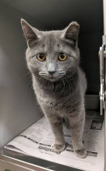 Rescue Domestic Short Hair Cats for Adoption in Louisburg, North Carolina - Bluebell | PetCurious