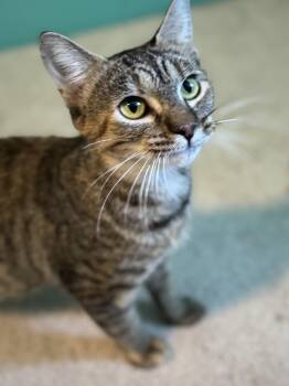 Rescue Domestic Short Hair Cats for Adoption in Midlothian, Virginia - Agnes | PetCurious