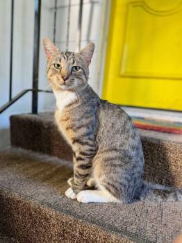 Rescue Domestic Short Hair Cats for Adoption in Effingham, Illinois - Titan | PetCurious