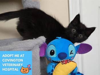 Rescue Domestic Short Hair Cats for Adoption in Fort Wayne, Indiana - MYSTIC | PetCurious