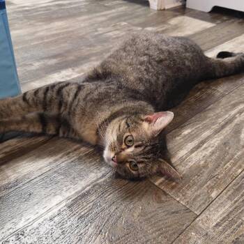 Domestic Short Hair Cats Available for Adoption in Fredericksburg, Virginia - Smugglers Secret | PetCurious