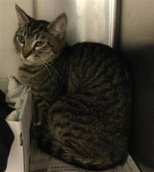 Domestic Short Hair Cats Available for Adoption in Riverside, California - LILY | PetCurious